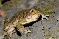32803 Bufo viridis (Rospo smeraldino)